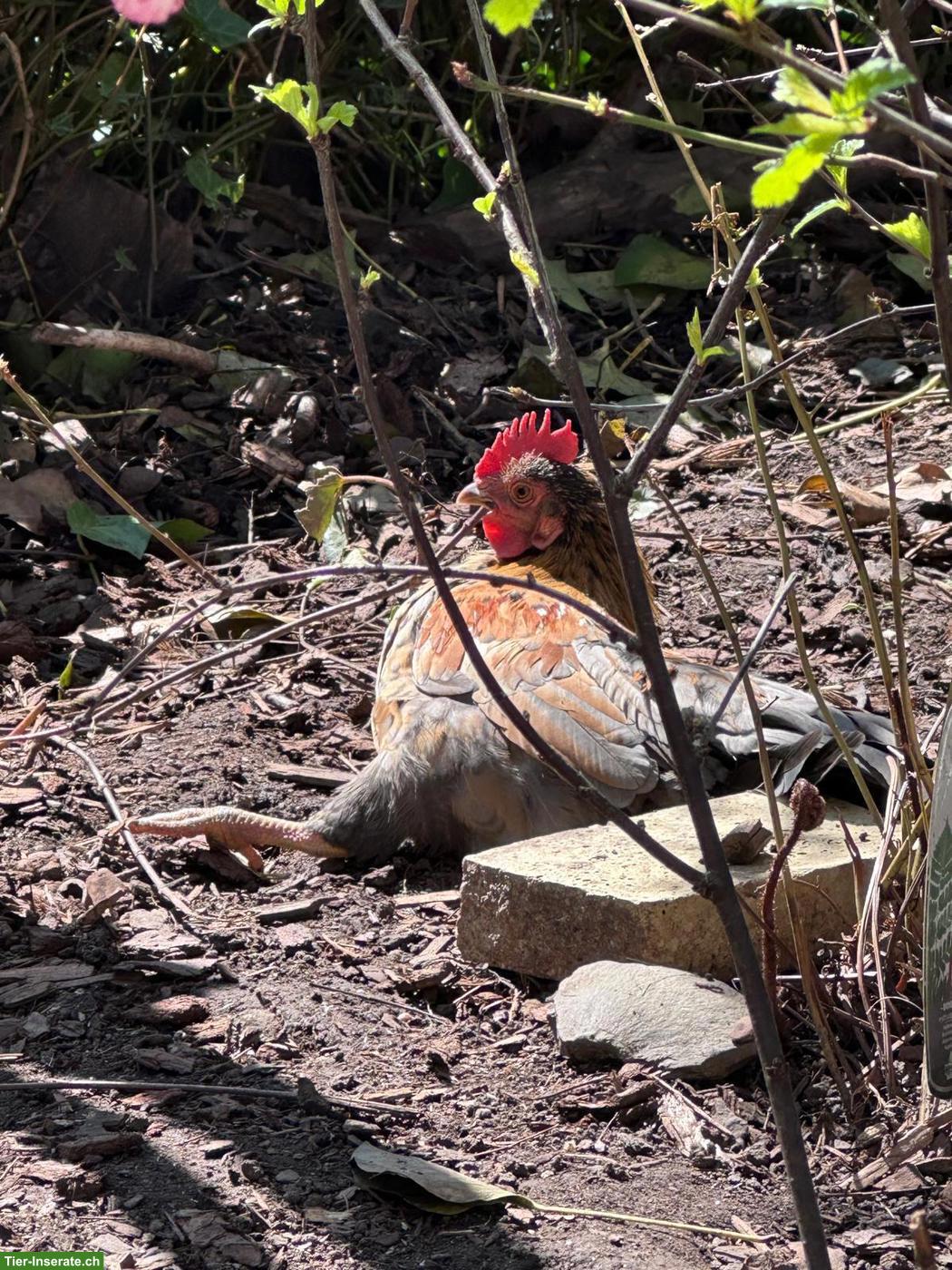 Bild 2: GRATIS: Chabo Hähne zu verschenken