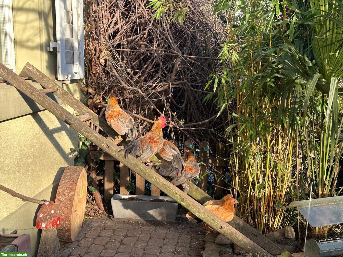 Bild 3: GRATIS: Chabo Hähne zu verschenken