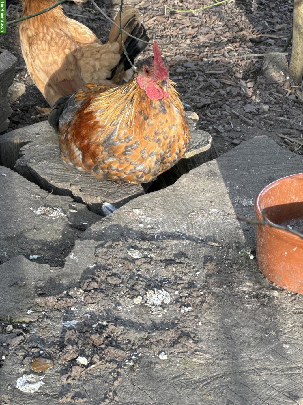 Bild 4: GRATIS: Chabo Hähne zu verschenken