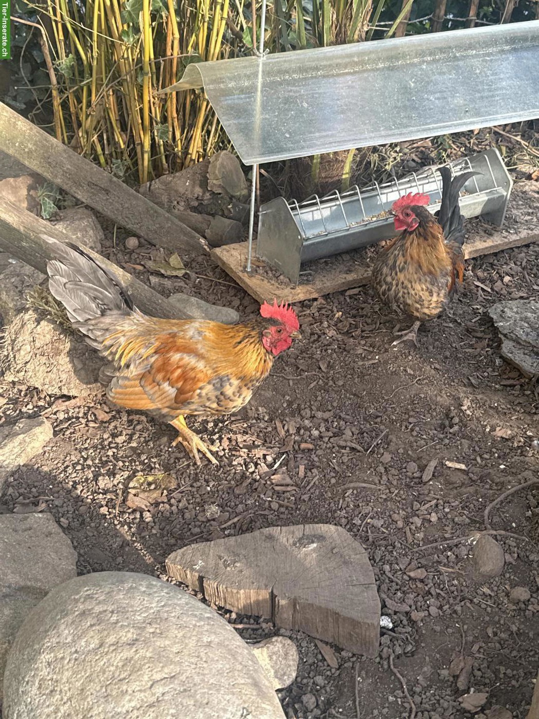 Bild 5: GRATIS: Chabo Hähne zu verschenken