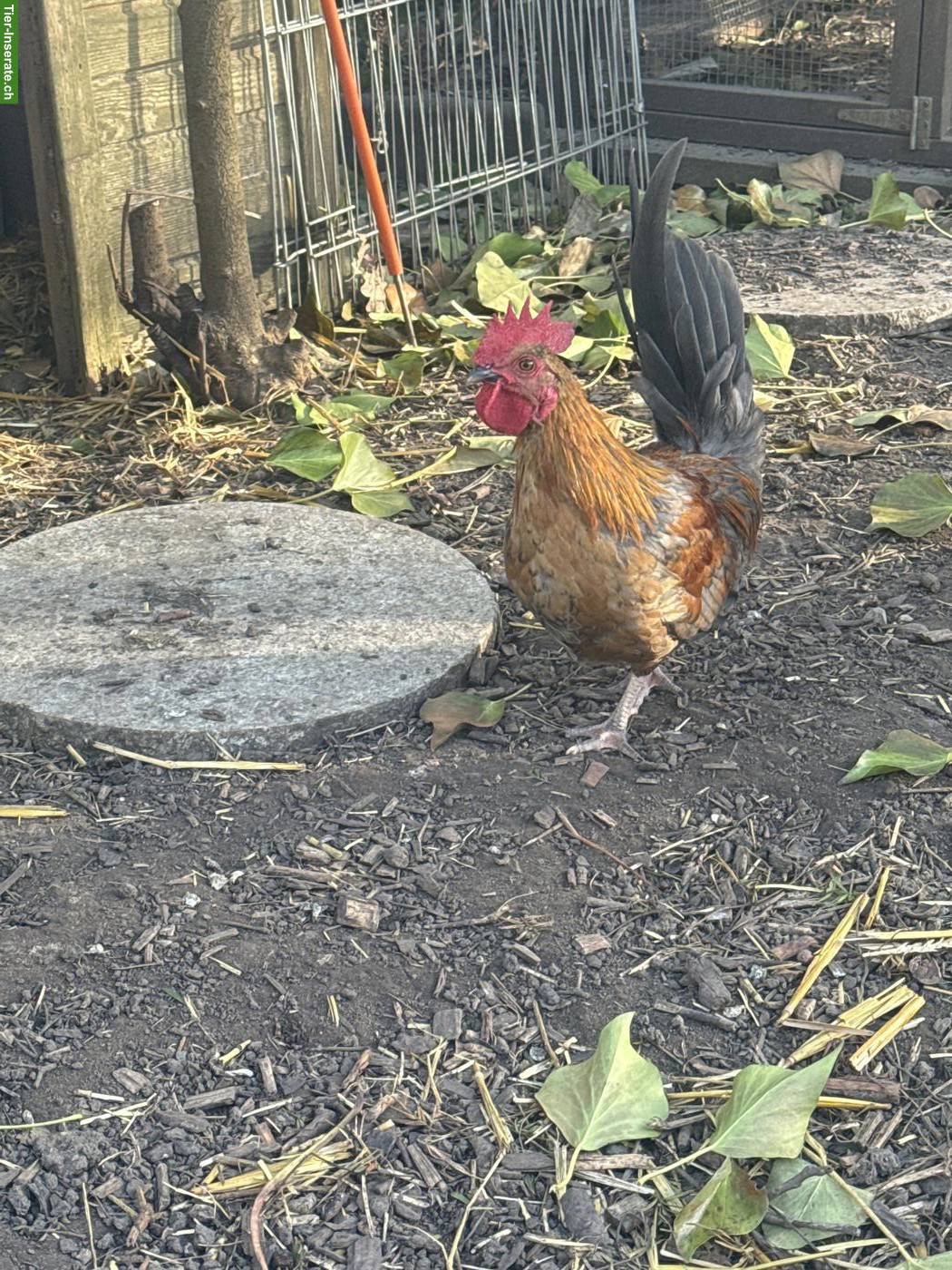 Bild 6: GRATIS: Chabo Hähne zu verschenken