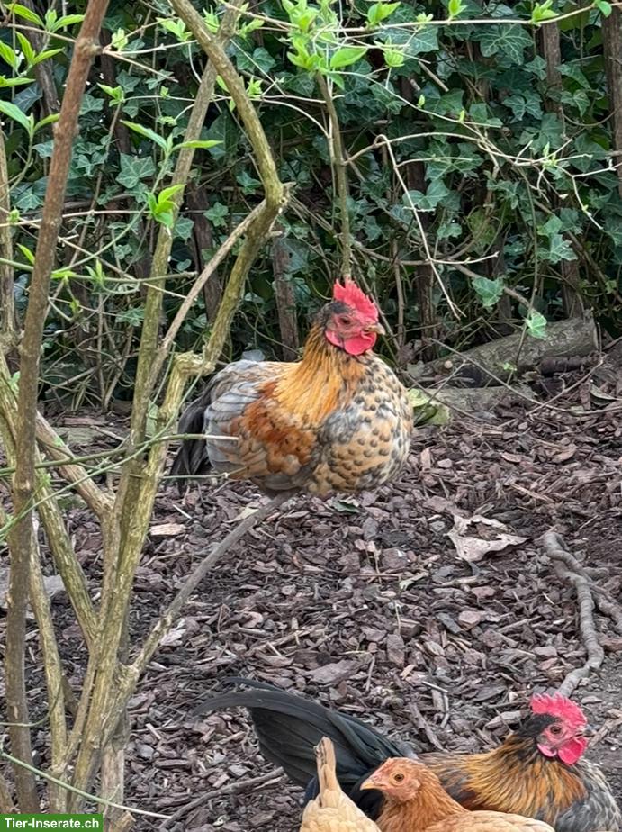 Bild 7: GRATIS: Chabo Hähne zu verschenken