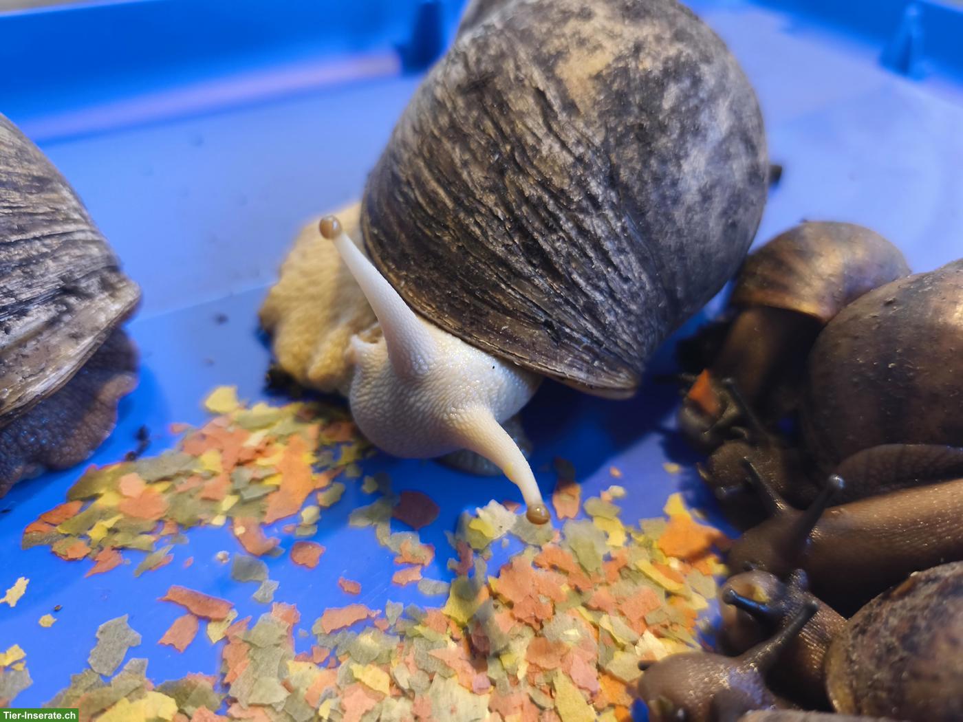 Bild 2: ACHATINA Marginata ovum XXL Schnecken zu verkaufen