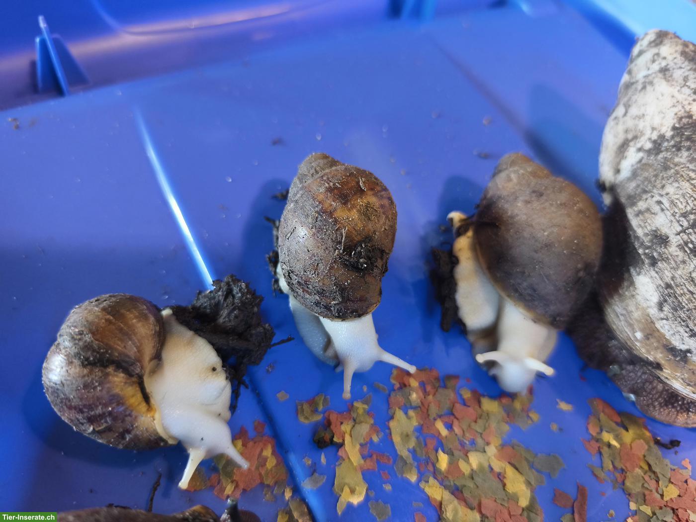 Bild 3: ACHATINA Marginata ovum XXL Schnecken zu verkaufen