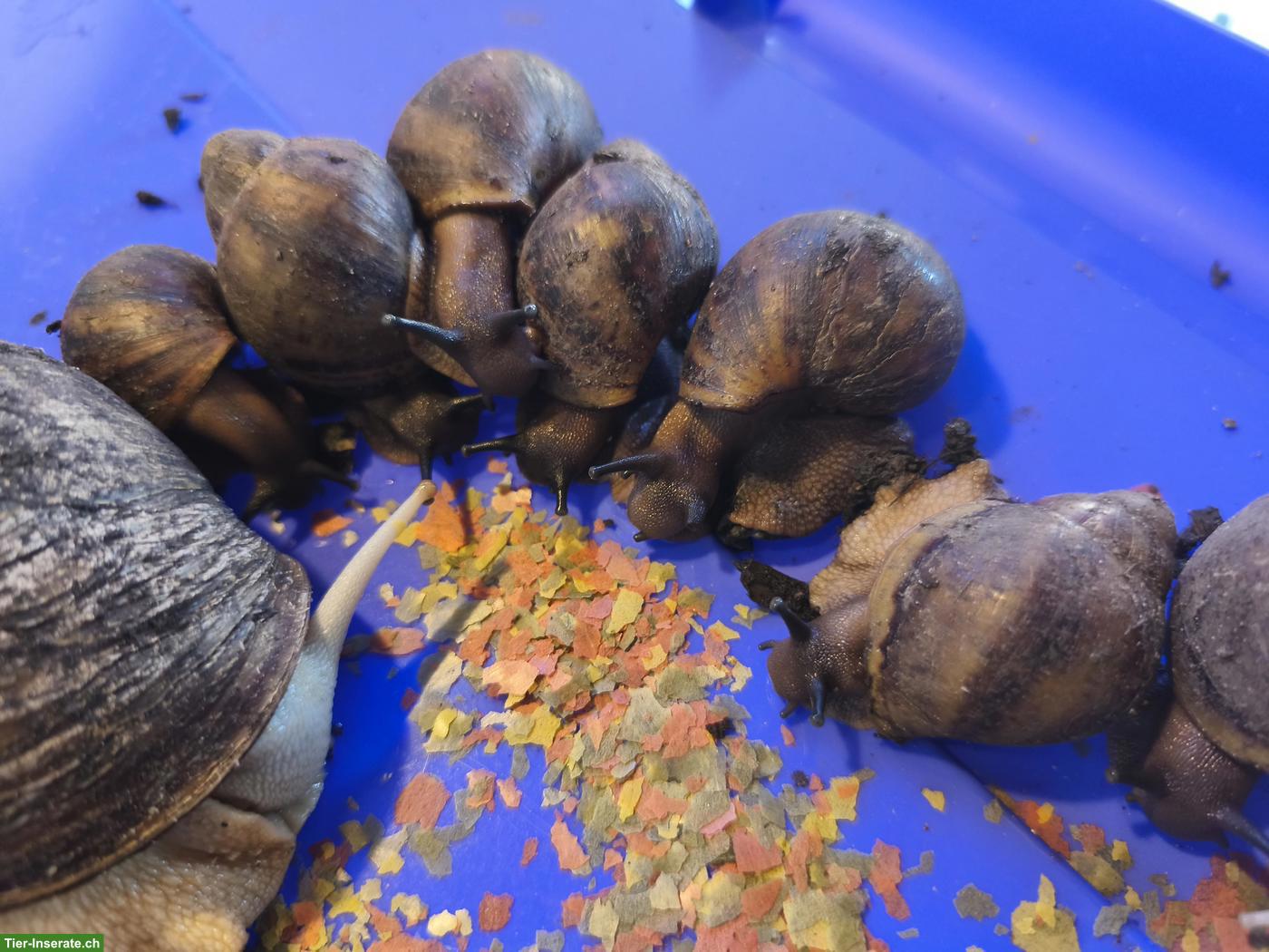 Bild 4: ACHATINA Marginata ovum XXL Schnecken zu verkaufen