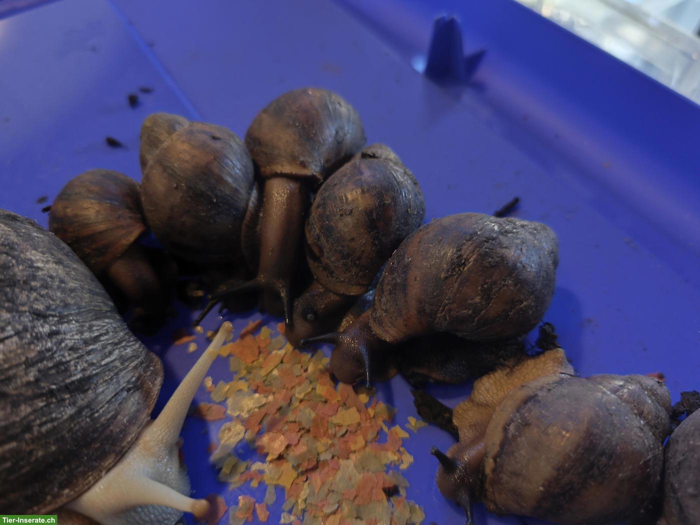 Bild 5: ACHATINA Marginata ovum XXL Schnecken zu verkaufen