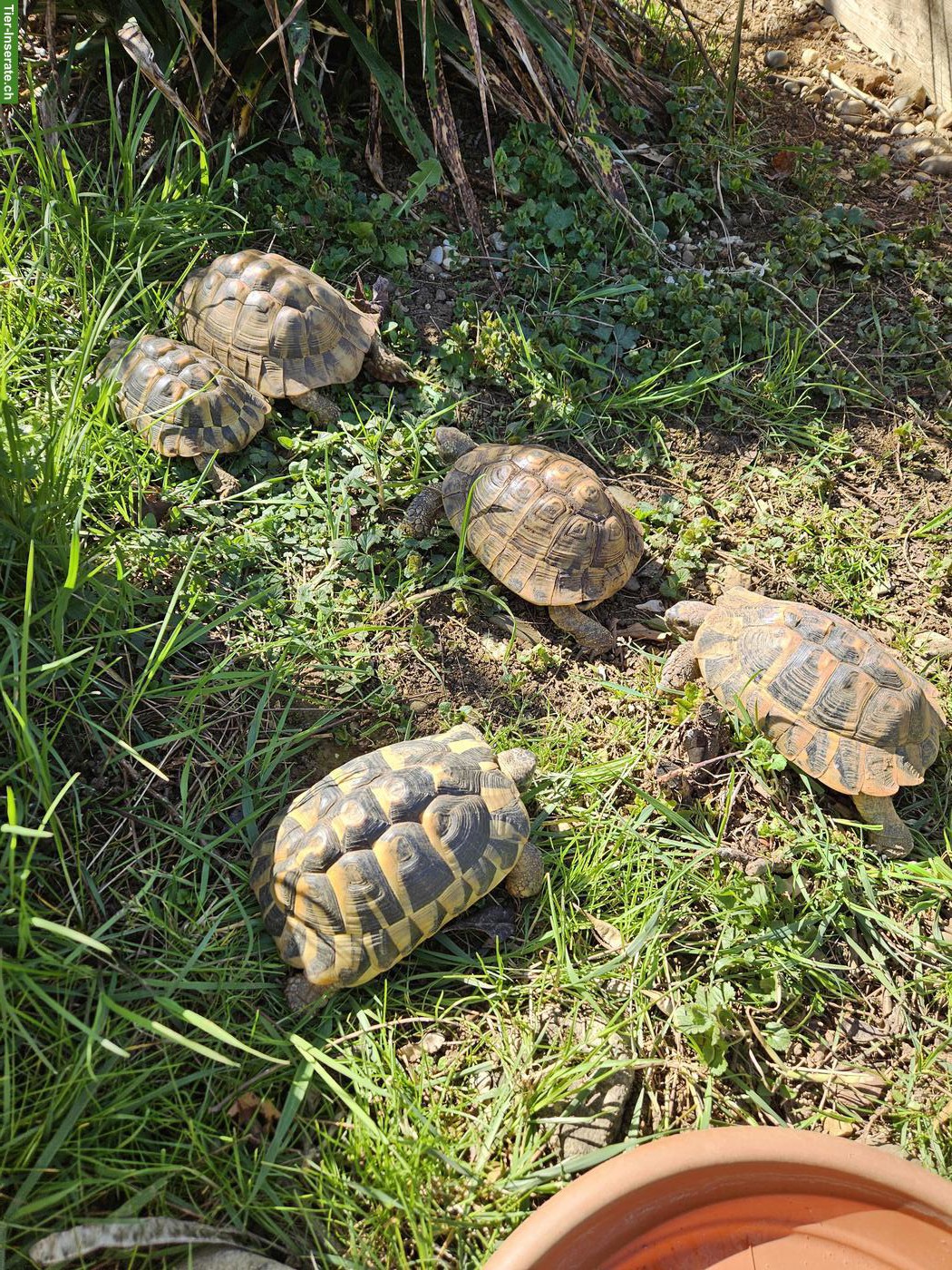 Griechische Landschildkröten für Aussengehege