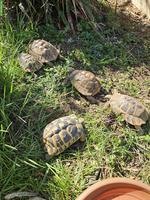 Griechische Landschildkröten für Aussengehege