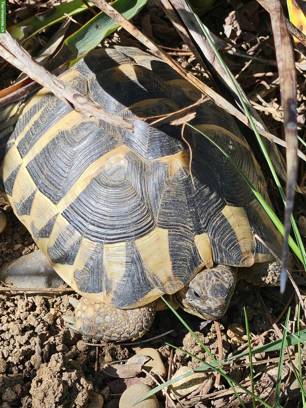 Bild 2: Griechische Landschildkröten für Aussengehege