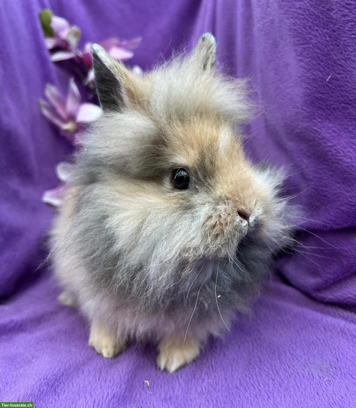 Junge süsse Zwergkaninchen dürfen ausziehen...
