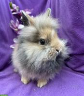 Junge süsse Zwergkaninchen dürfen ausziehen...