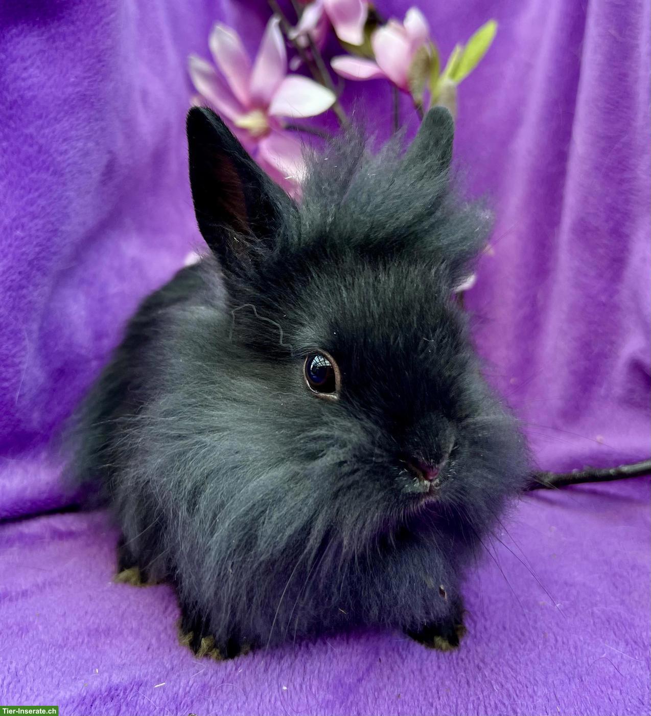 Bild 10: Junge süsse Zwergkaninchen dürfen ausziehen...