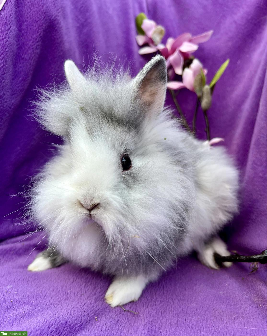 Bild 2: Junge süsse Zwergkaninchen dürfen ausziehen...