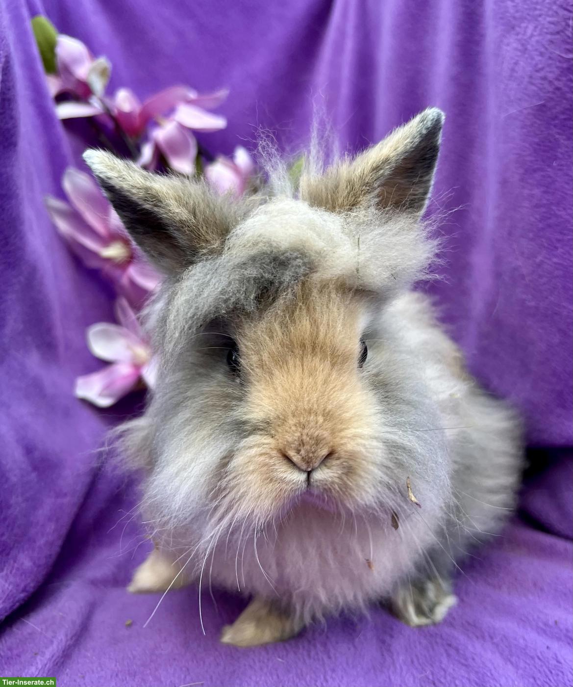 Bild 3: Junge süsse Zwergkaninchen dürfen ausziehen...