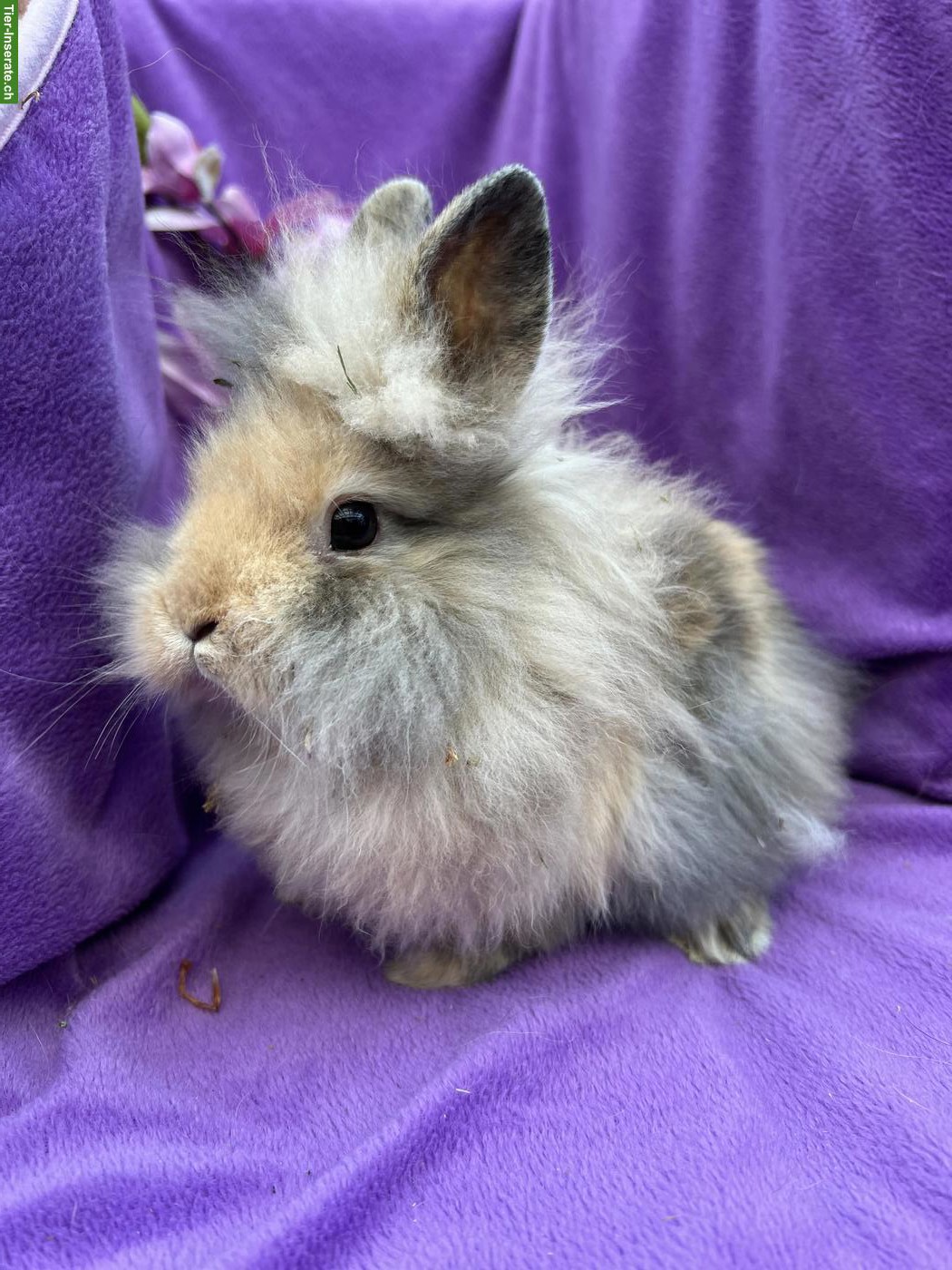 Bild 4: Junge süsse Zwergkaninchen dürfen ausziehen...