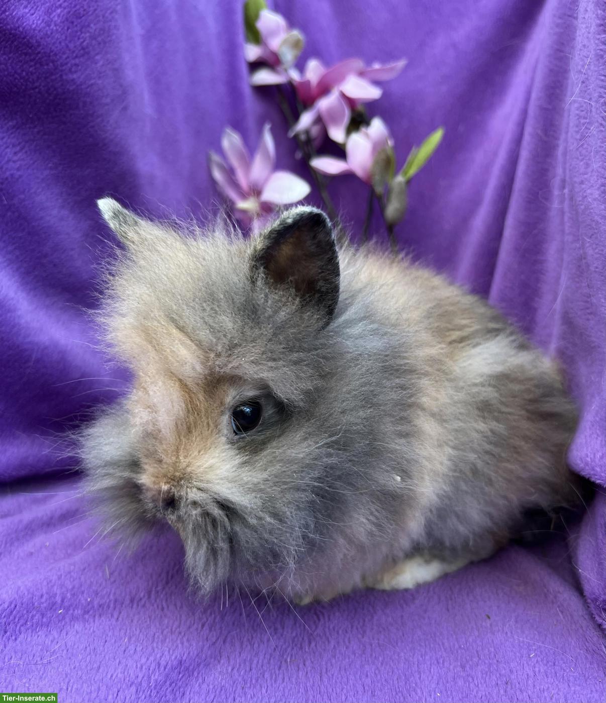 Bild 5: Junge süsse Zwergkaninchen dürfen ausziehen...