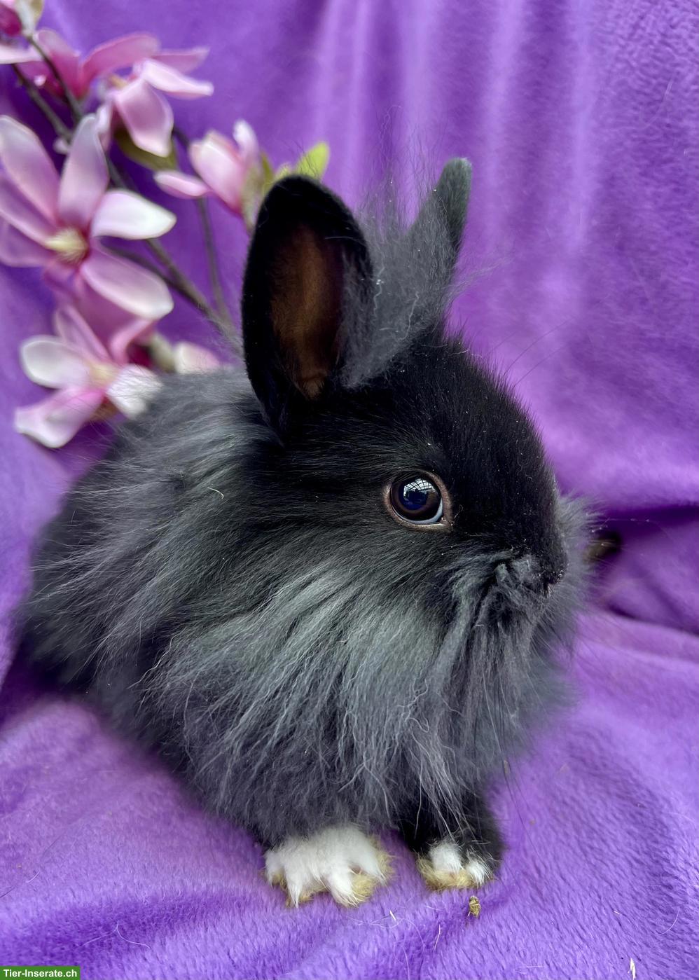 Bild 6: Junge süsse Zwergkaninchen dürfen ausziehen...