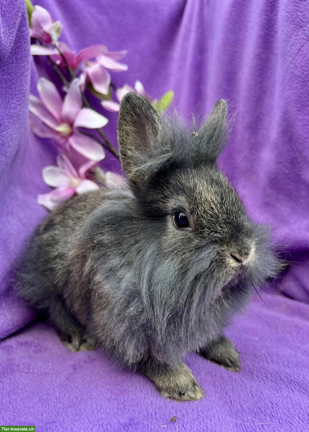 Bild 7: Junge süsse Zwergkaninchen dürfen ausziehen...