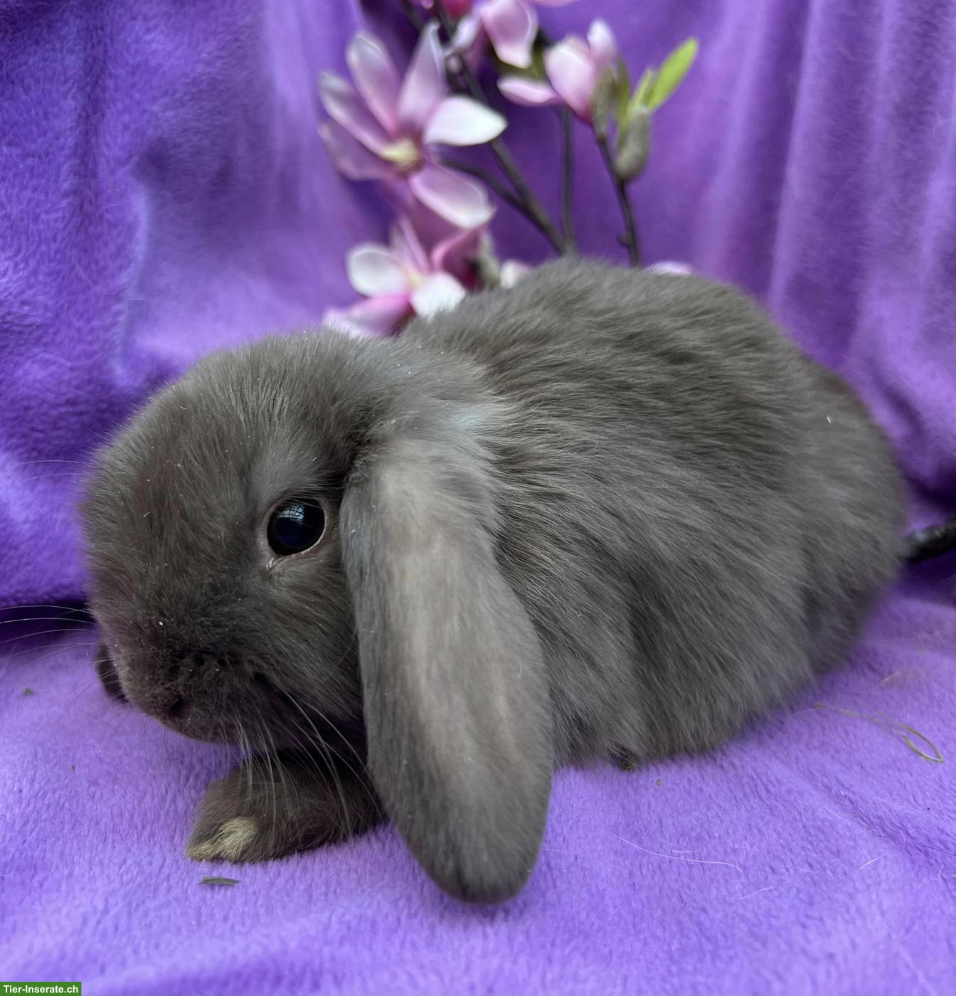 Bild 8: Junge süsse Zwergkaninchen dürfen ausziehen...