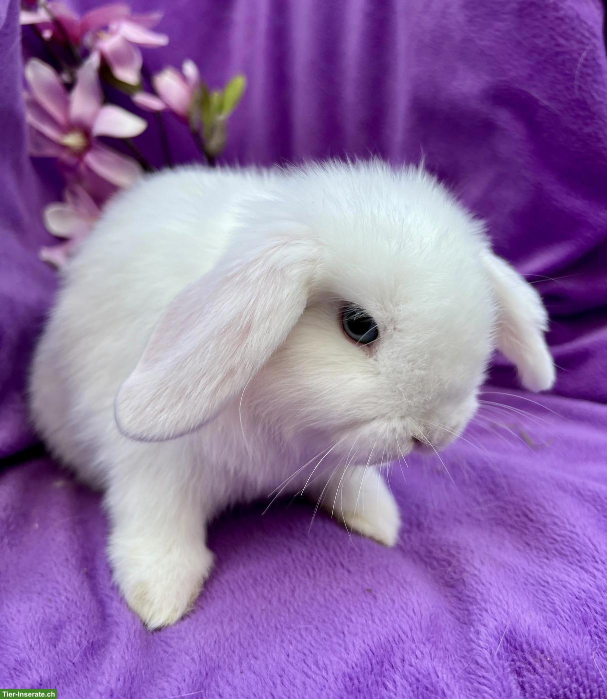 Bild 9: Junge süsse Zwergkaninchen dürfen ausziehen...