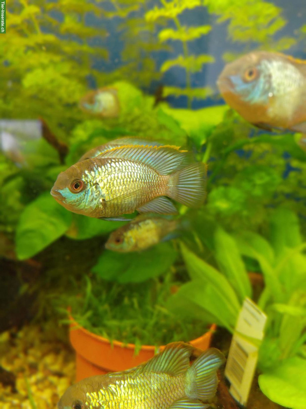Blaupunktbuntbarsche "Electric Blue", Electric Blue Acara