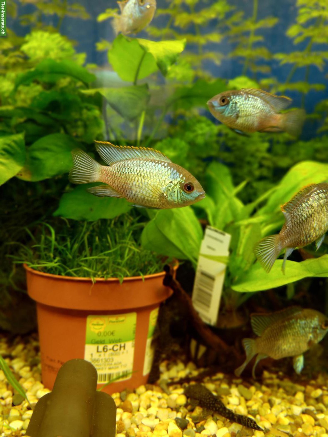 Bild 2: Blaupunktbuntbarsche "Electric Blue", Electric Blue Acara