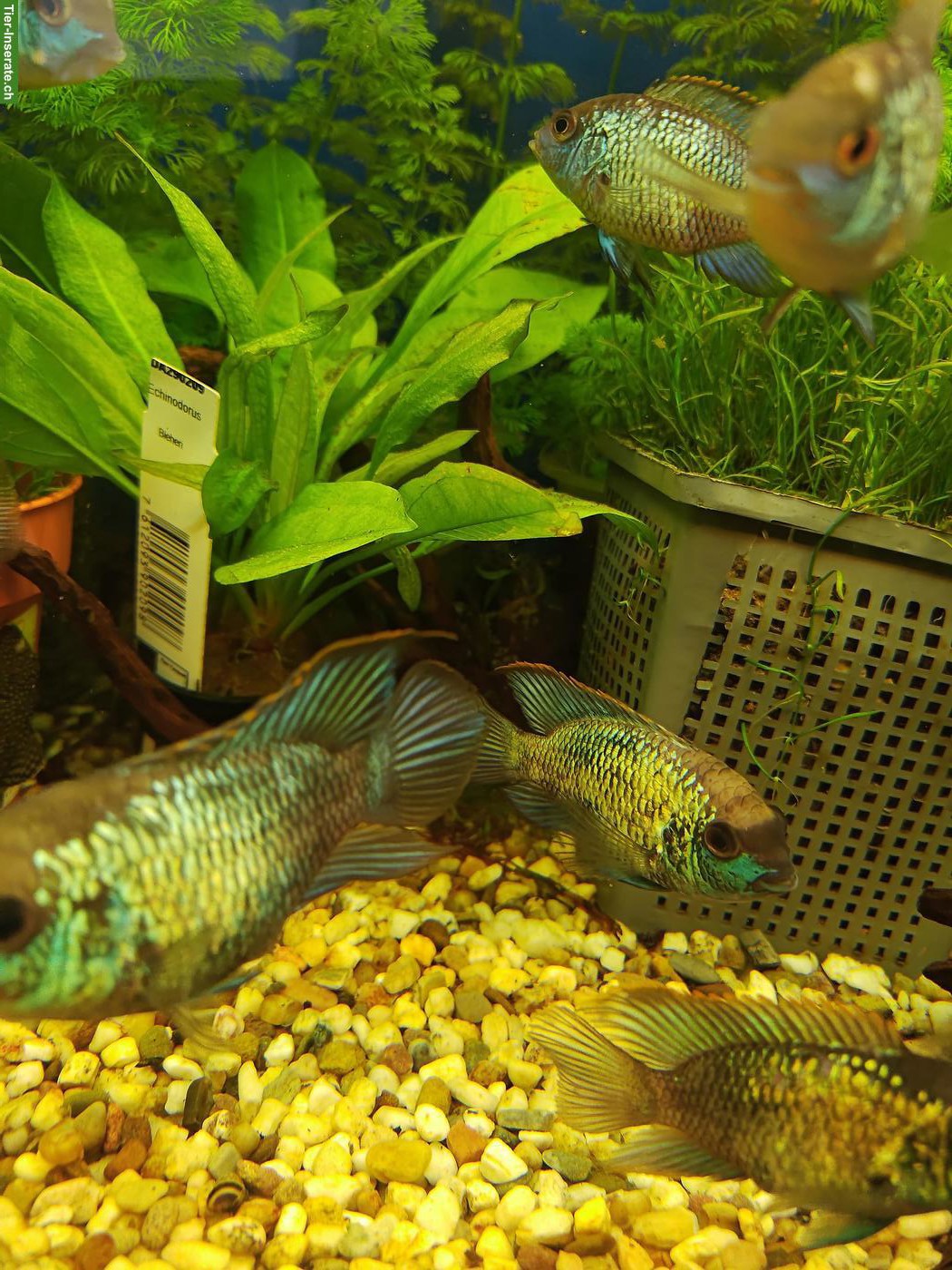 Bild 3: Blaupunktbuntbarsche "Electric Blue", Electric Blue Acara