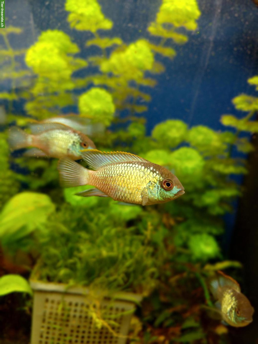 Bild 4: Blaupunktbuntbarsche "Electric Blue", Electric Blue Acara