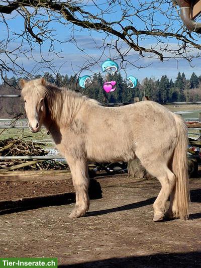 Herzensbegegnung Delfine - Pferde - Spirit, 11. April 2026