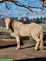 Herzensbegegnung Delfine - Pferde - Spirit, 11. April 2026