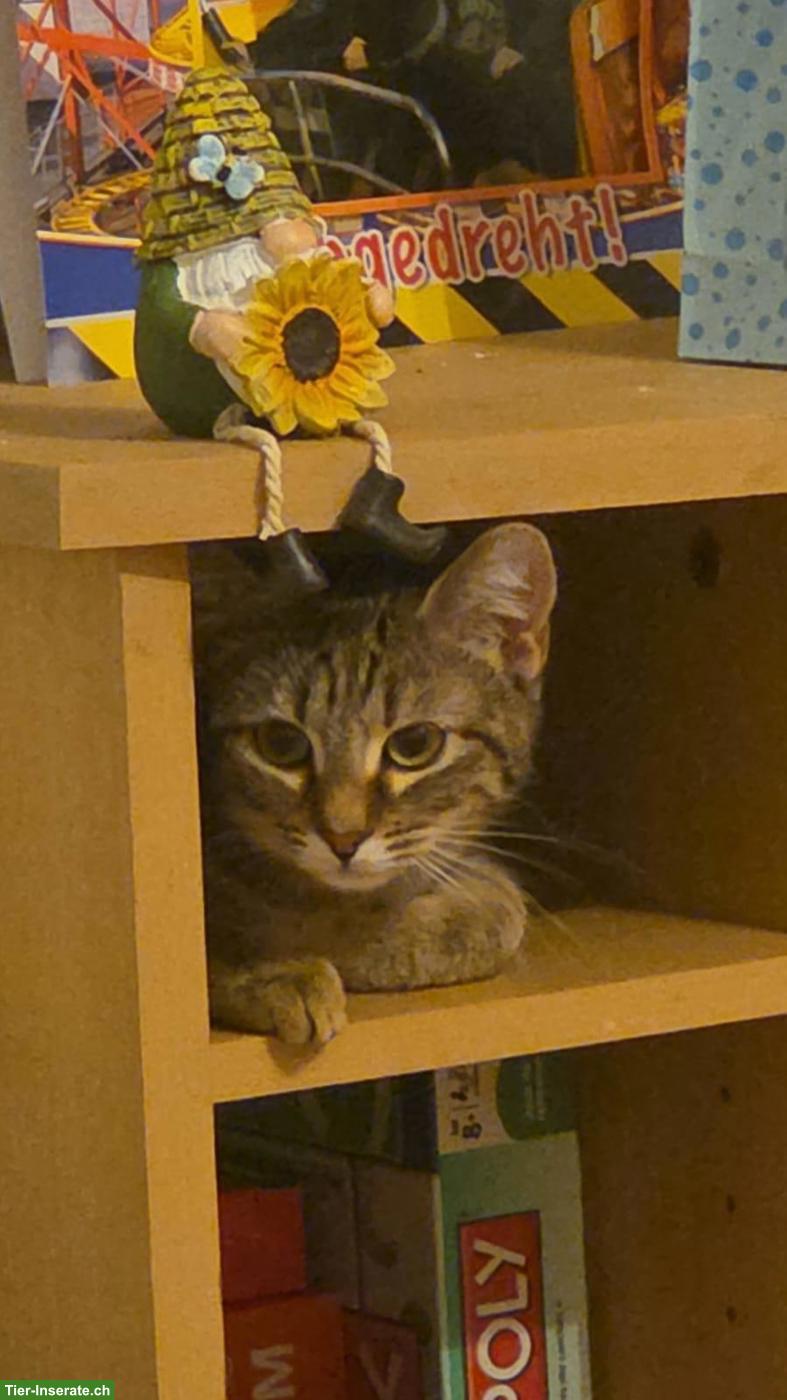 Junge Kätzin, 7 Monate alt sucht ein Zuhause