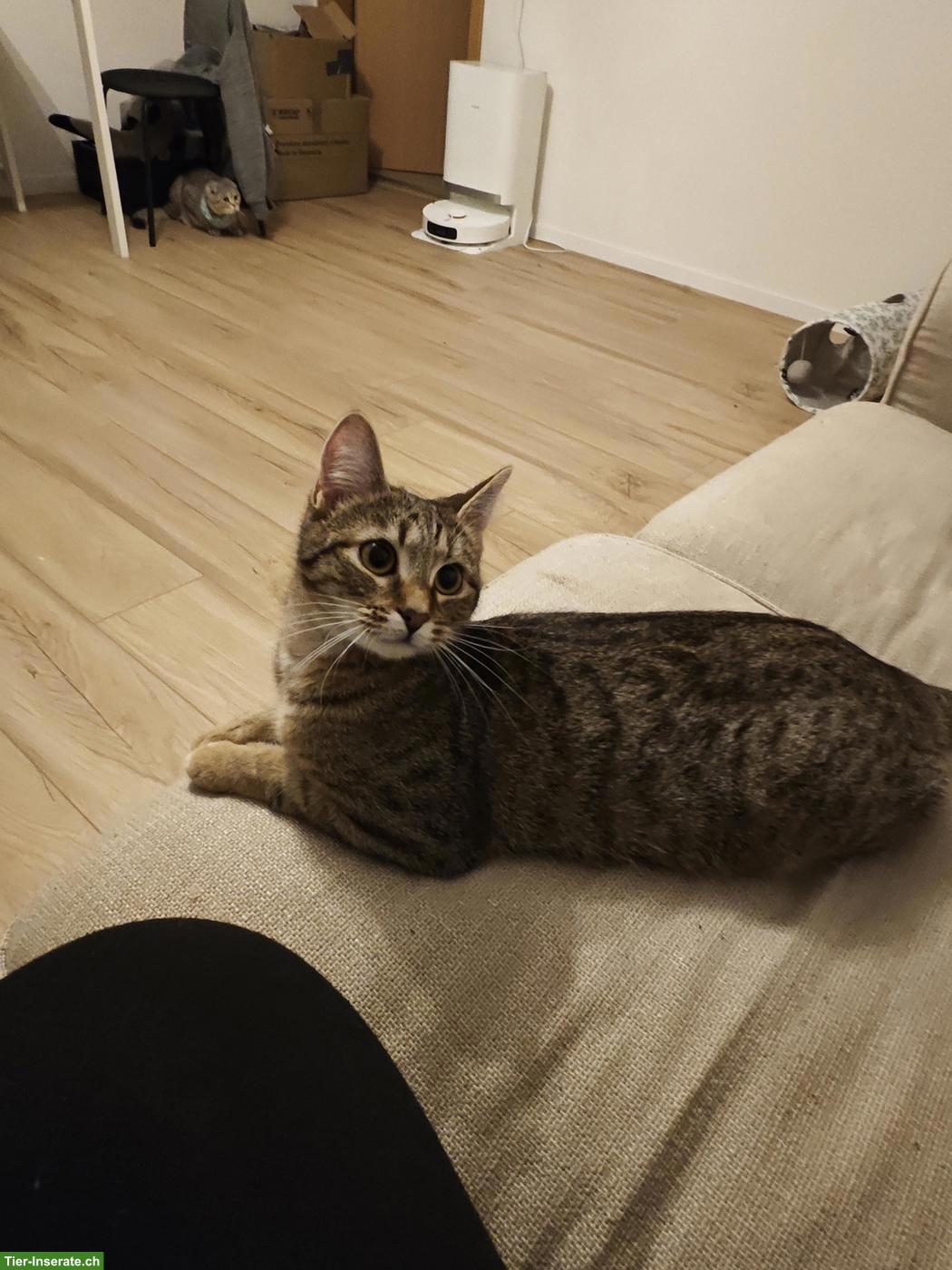 Bild 2: Junge Kätzin, 7 Monate alt sucht ein Zuhause