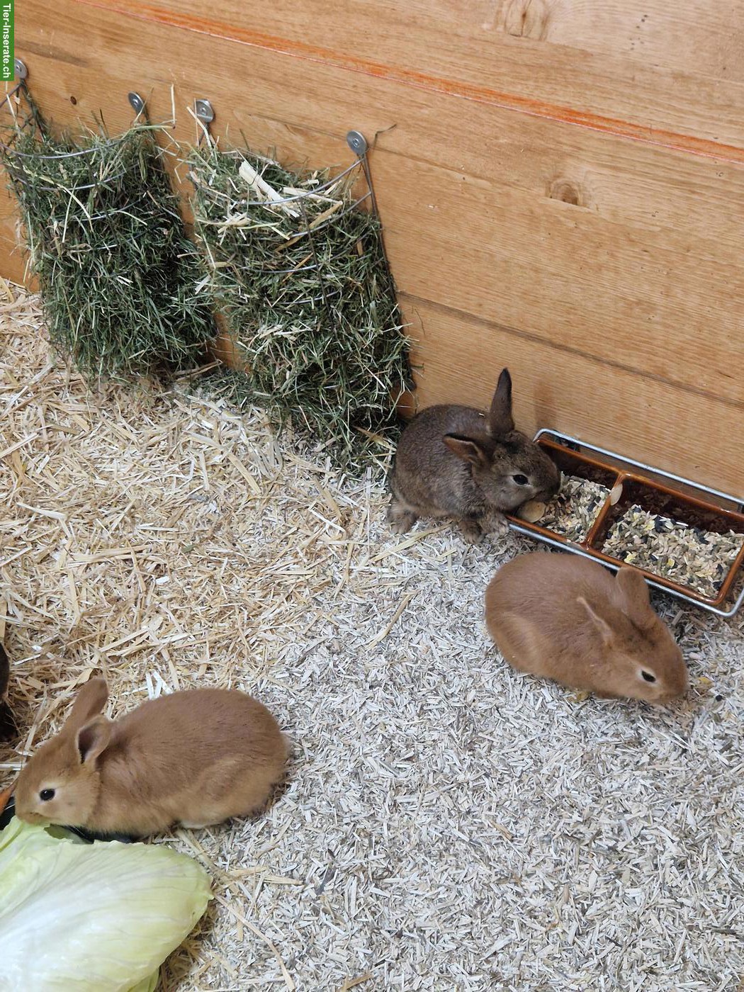 3 junge Kaninchen suchen ein Zuhause