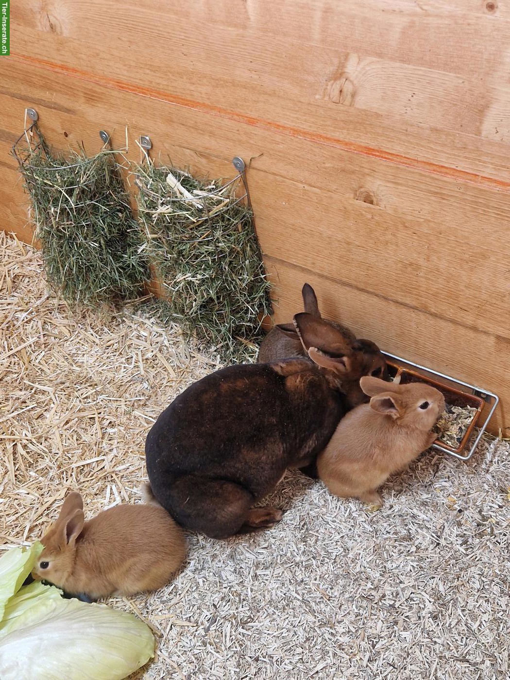 Bild 2: 3 junge Kaninchen suchen ein Zuhause