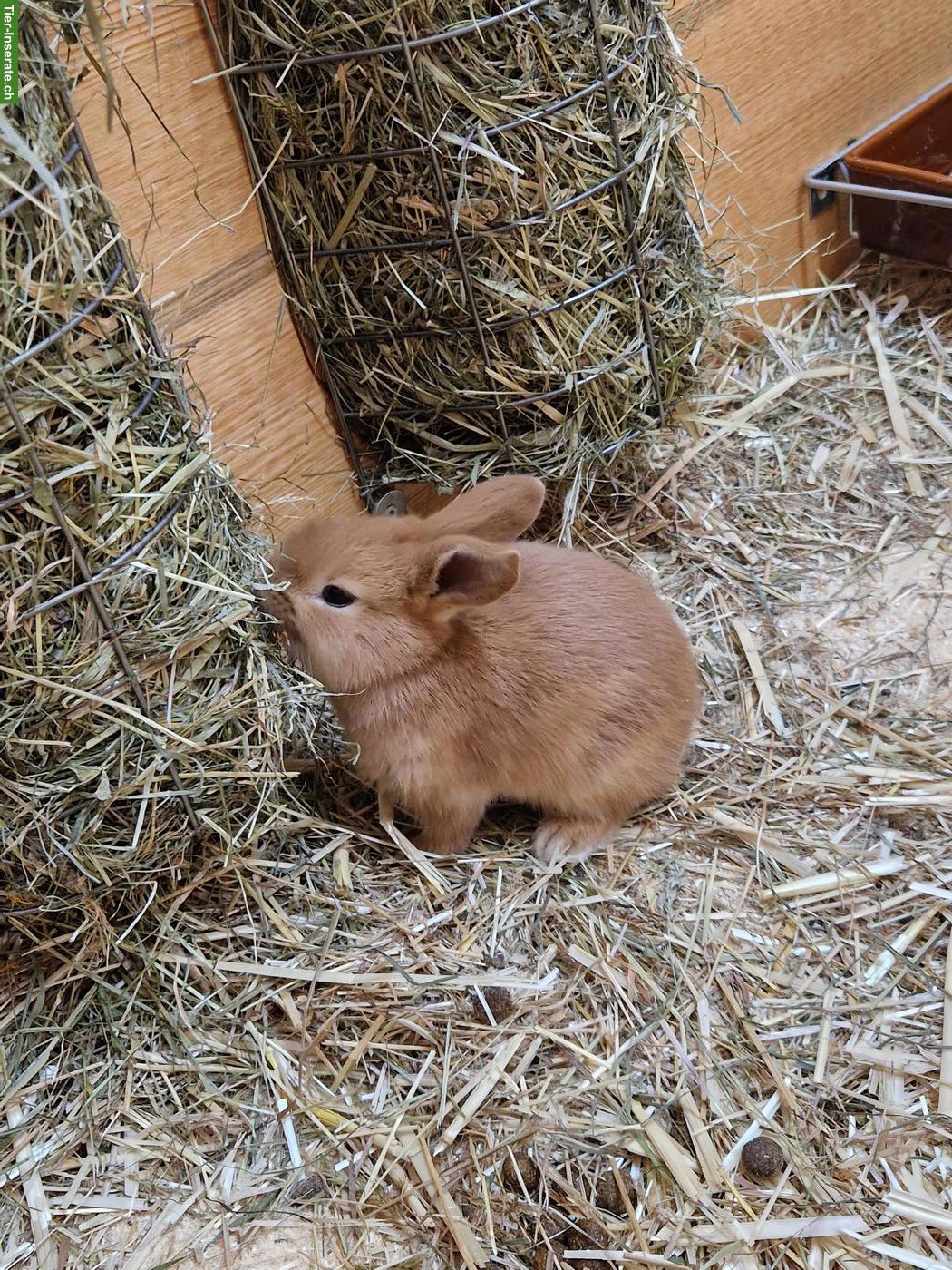 Bild 3: 3 junge Kaninchen suchen ein Zuhause
