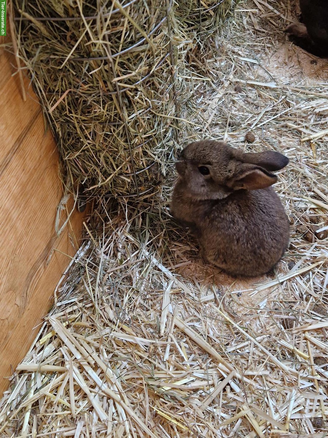 Bild 4: 3 junge Kaninchen suchen ein Zuhause