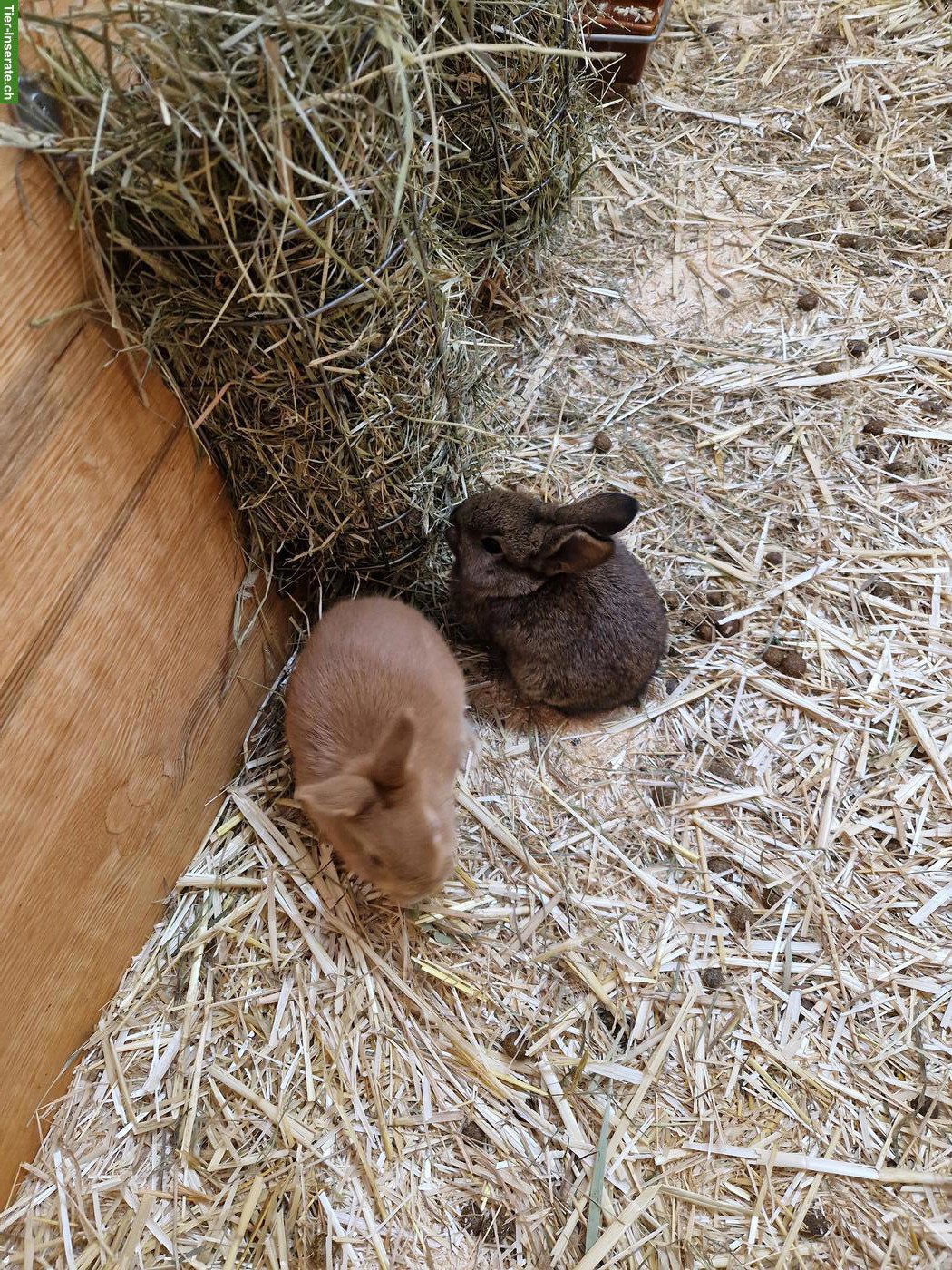 Bild 5: 3 junge Kaninchen suchen ein Zuhause