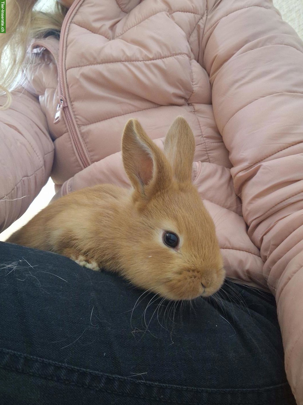 Bild 6: 3 junge Kaninchen suchen ein Zuhause