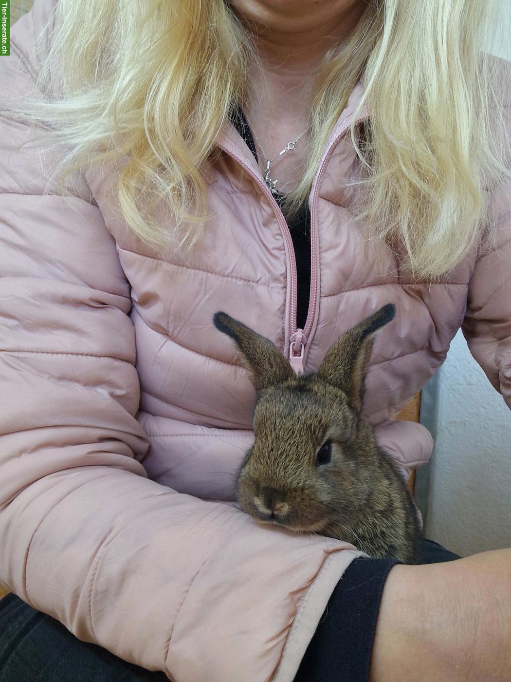 Bild 7: 3 junge Kaninchen suchen ein Zuhause