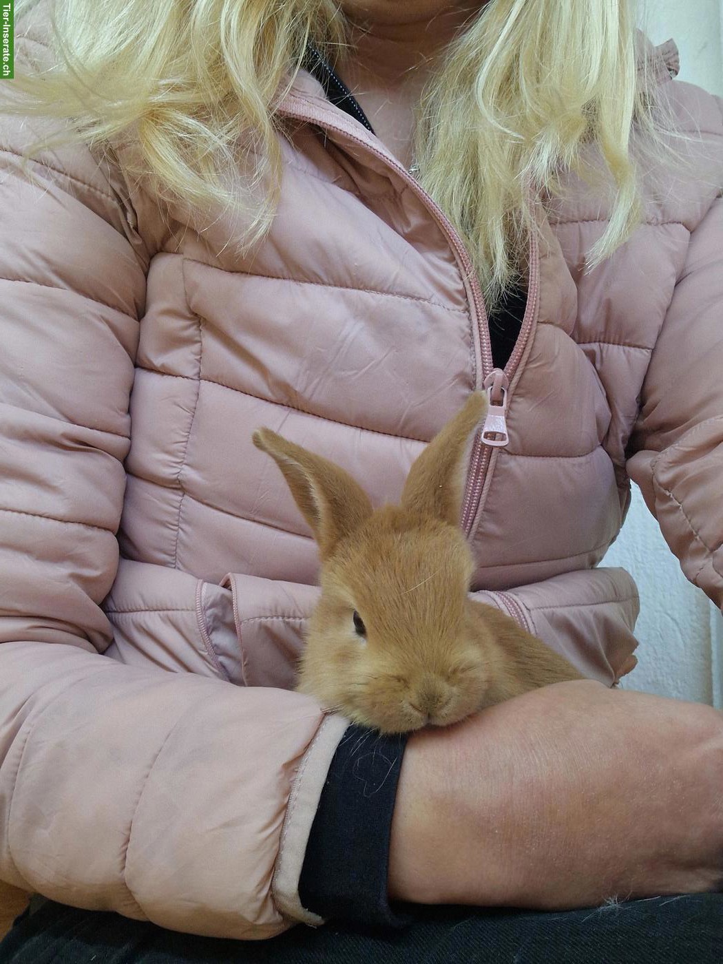 Bild 8: 3 junge Kaninchen suchen ein Zuhause