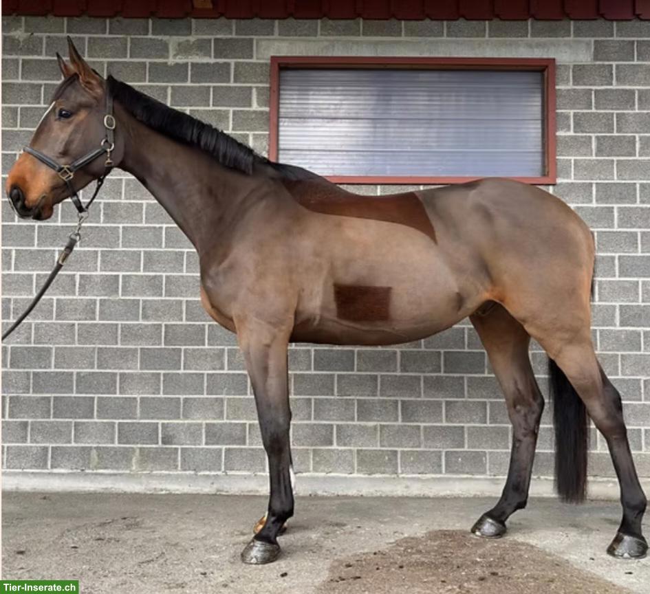 Reitbeteiligung für 1-3x pro Woche in Waldkirch SG