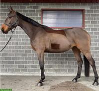 Reitbeteiligung für 1-3x pro Woche in Waldkirch SG