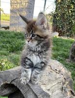 Maine Coon Kitten mit Stammbaum suchen ein Zuhause
