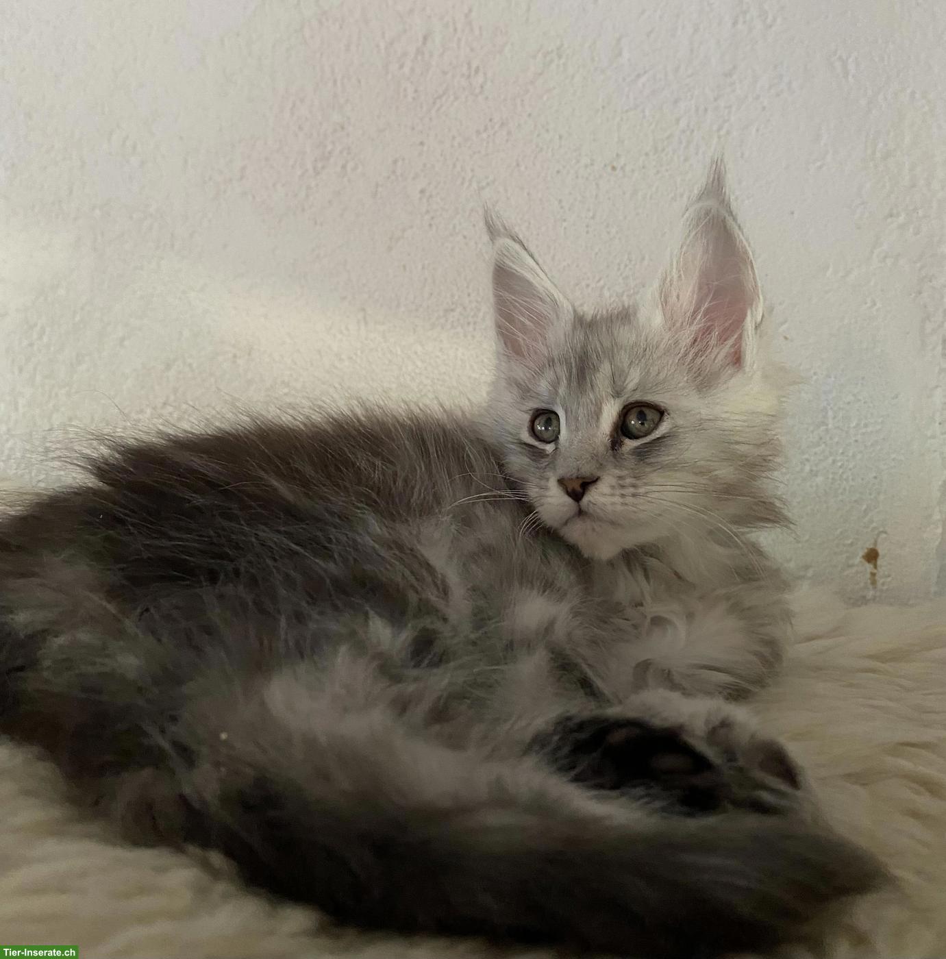 Bild 2: Maine Coon Kitten mit Stammbaum suchen ein Zuhause