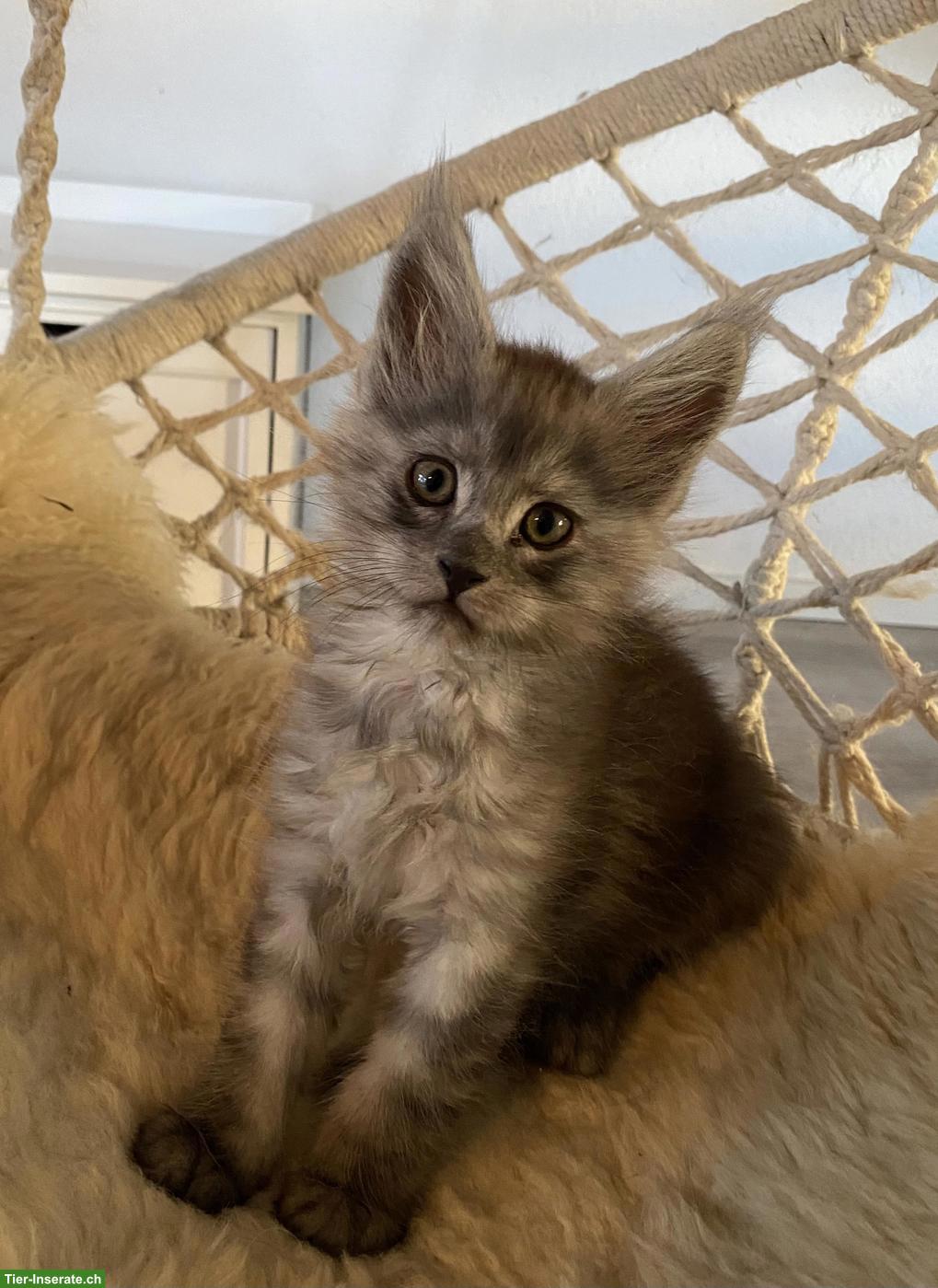 Bild 3: Maine Coon Kitten mit Stammbaum suchen ein Zuhause