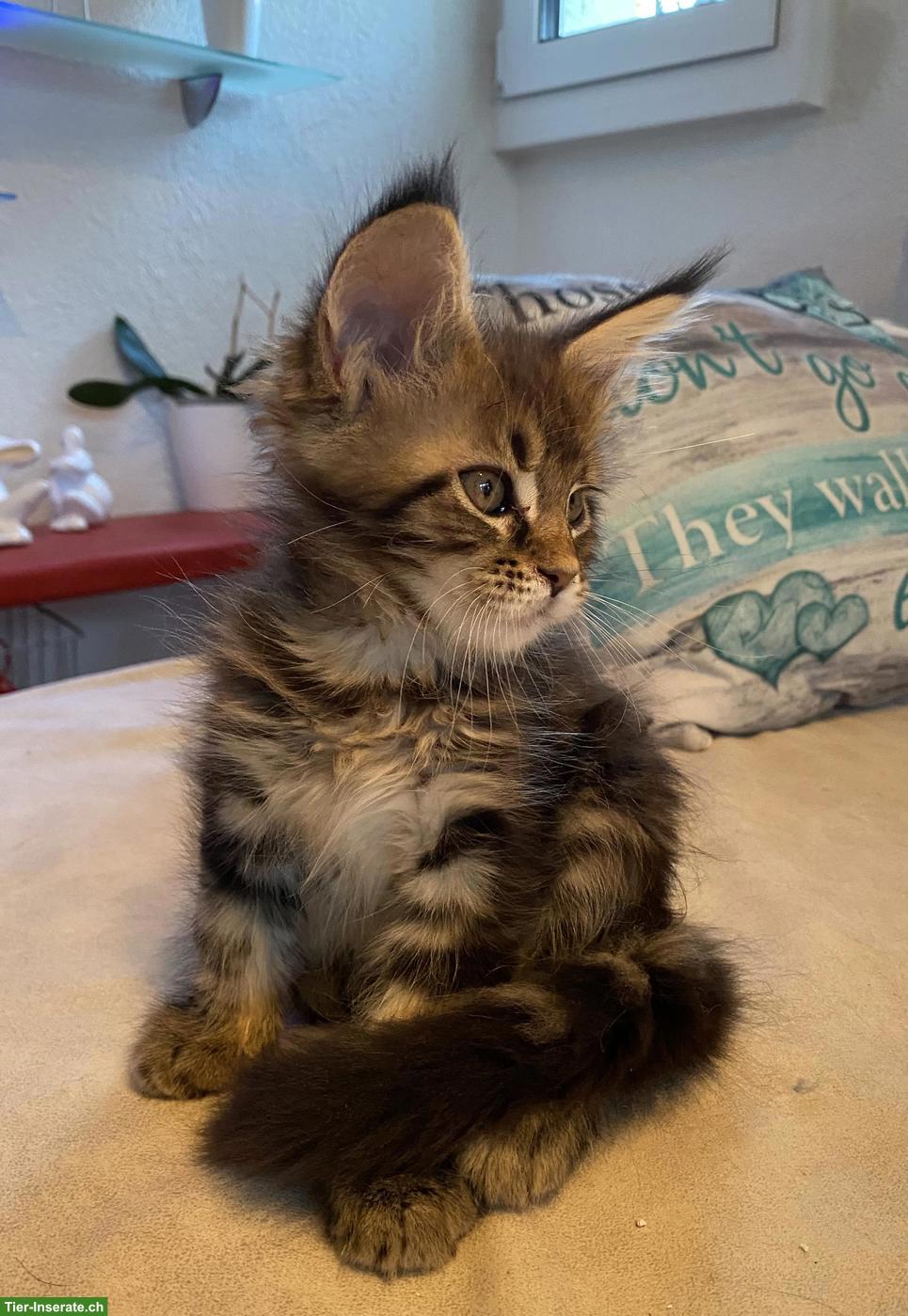 Bild 4: Maine Coon Kitten mit Stammbaum suchen ein Zuhause