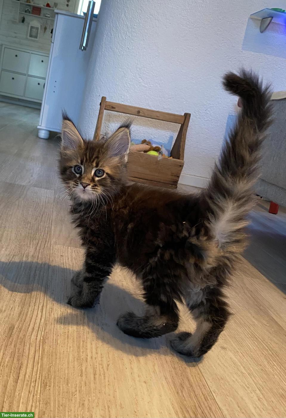 Bild 5: Maine Coon Kitten mit Stammbaum suchen ein Zuhause
