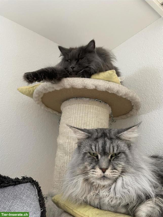 Maine Coon Katzen: Kater & Kätzin zusammen abzugeben