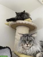 Maine Coon Katzen: Kater & Kätzin zusammen abzugeben