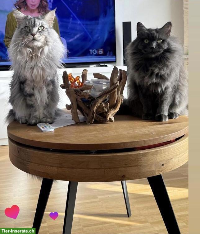 Bild 2: Maine Coon Katzen: Kater & Kätzin zusammen abzugeben